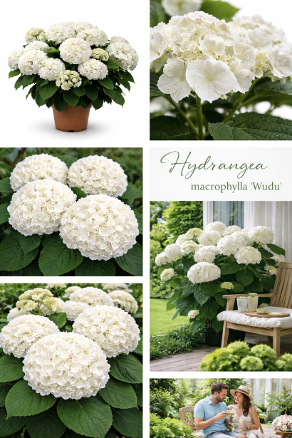 Hydrangea macrophylla Wudu лайфстайл 